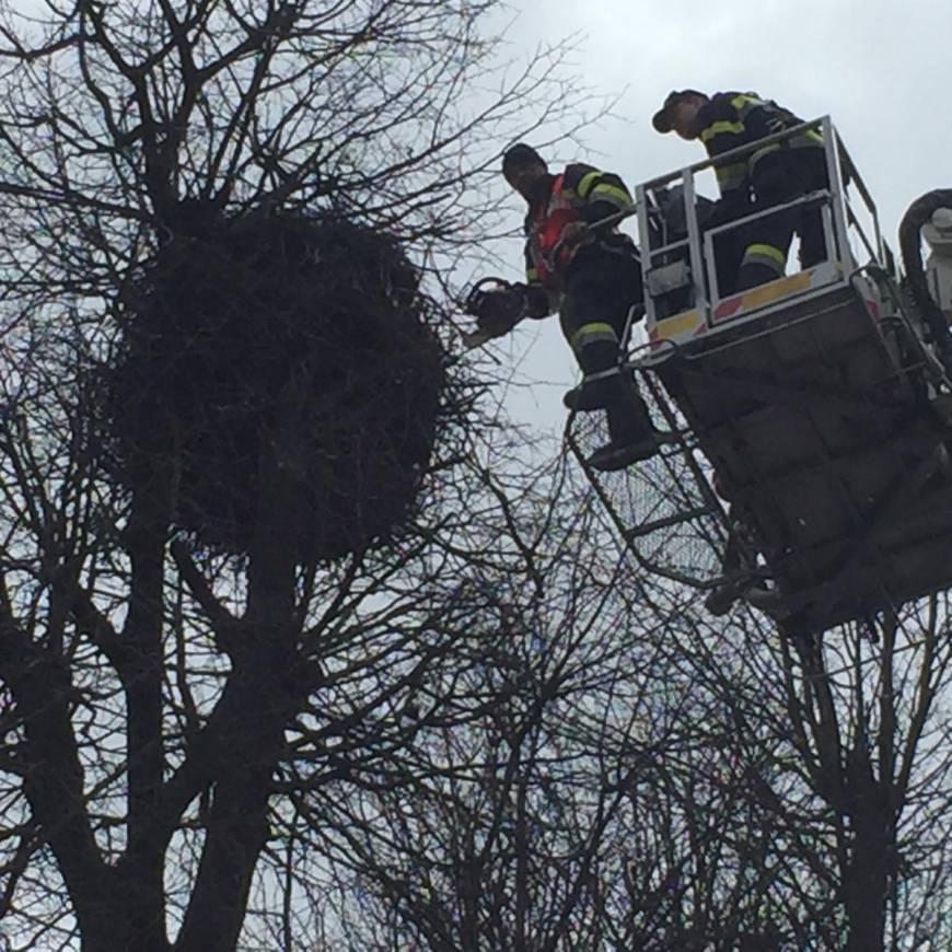 Freischneiden Storchennest