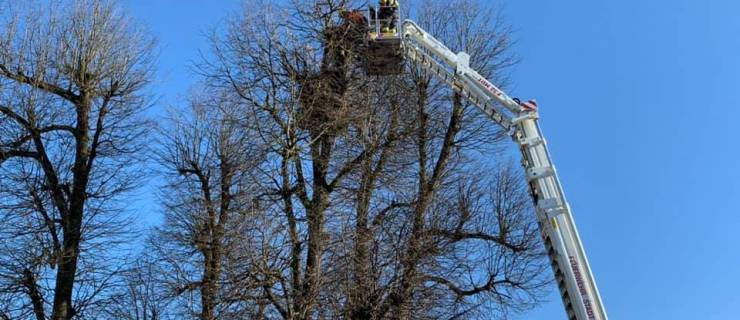 Freischneiden Storchennest