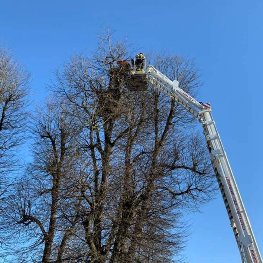 Freischneiden Storchennest